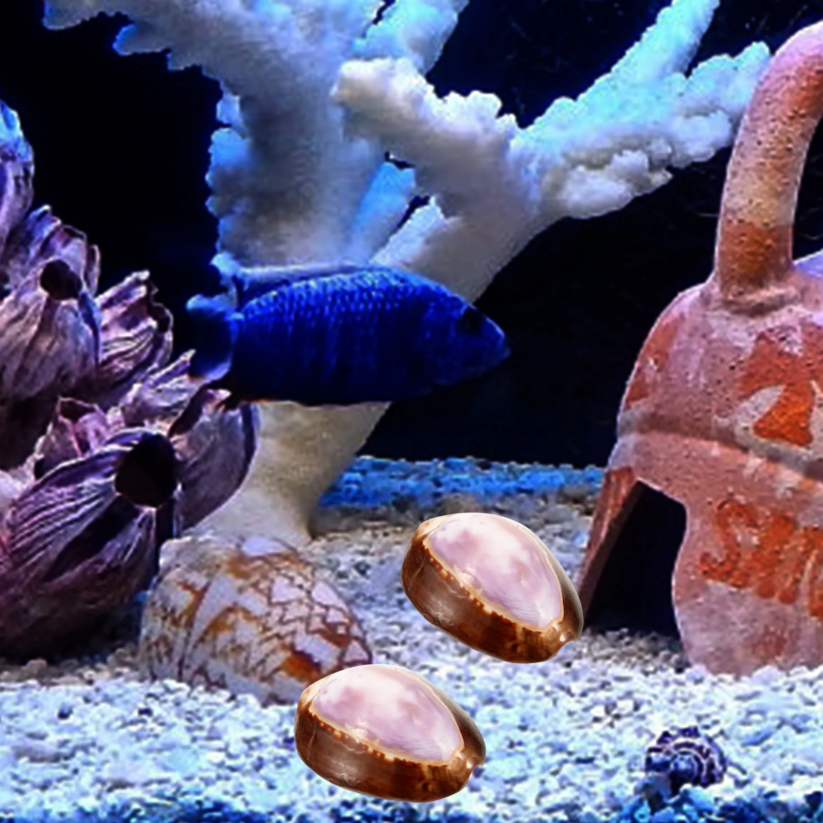 

2pcs Creative Decor Desktop Adorn Natural Conch Decor Aquarium Shell Craft Delicate Conch Ornaments Fish Tank Landscape Garden