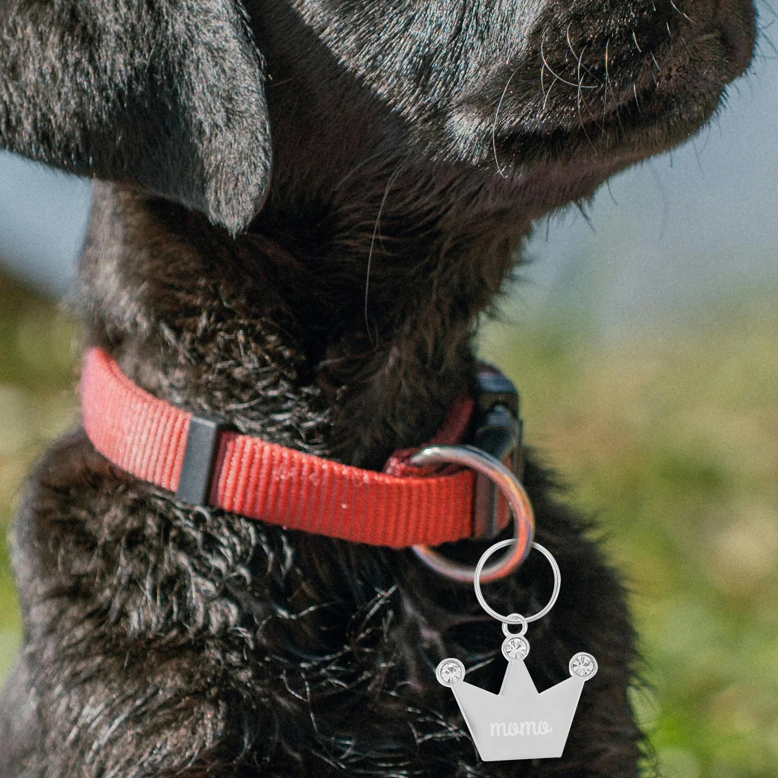 

2Pcs Pet Tags Zinc Alloy Blank Dog Collar Name Tags Lightweight Id Tags for Pets Decoration