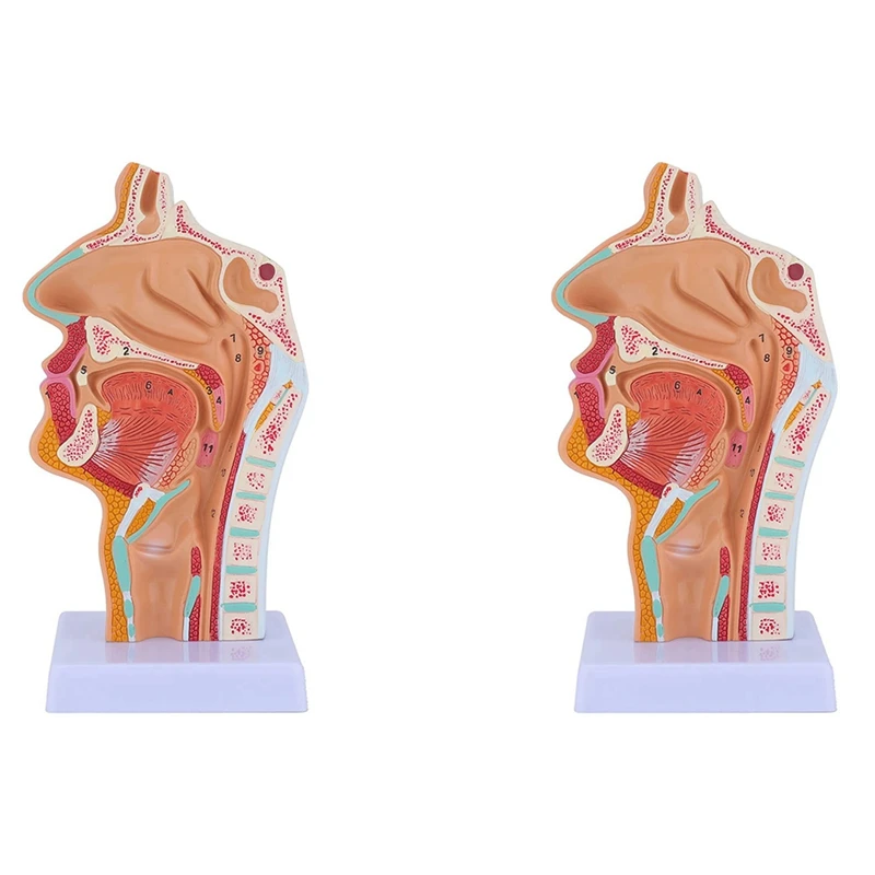 

2X Nasal Cavity Throat Anatomy Model Human Anatomical Pharynx Larynx Model For Students Study Display Teaching-AC47
