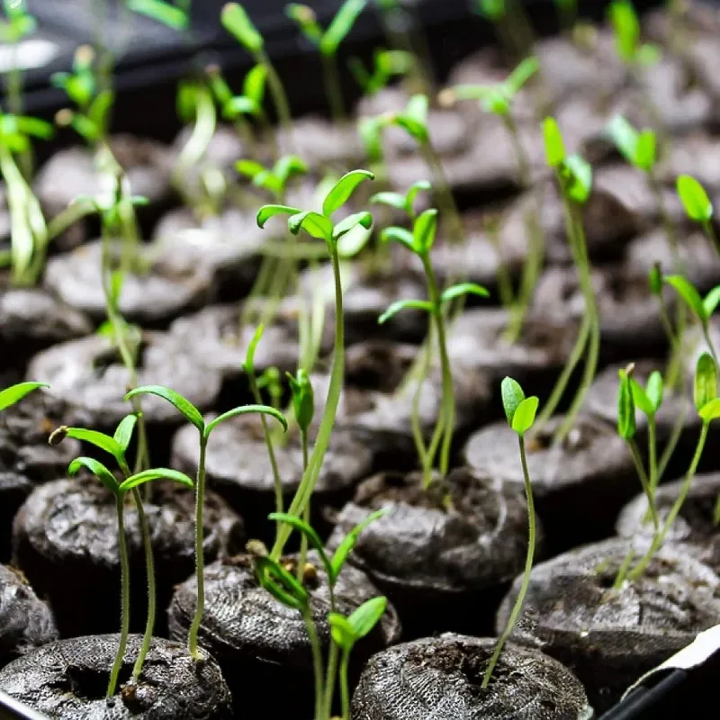 Seedling Soil Blocks Starting Plugs Round Compress Nursery Soil Seed Grow Block Garden Seed Sowing Germination Culture Substrate