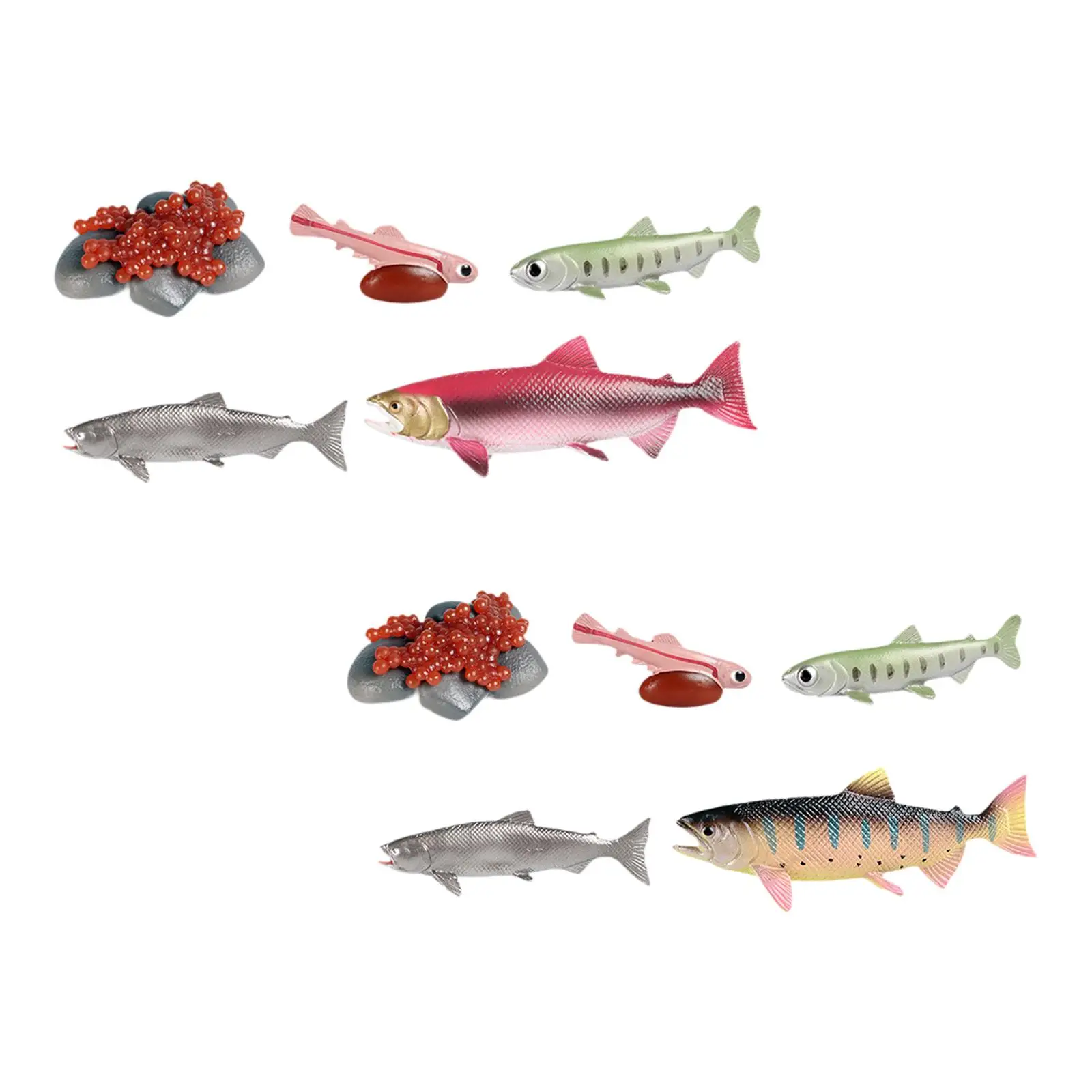 

Life Cycle of Salmon Toys Cognitive Teaching Props Montessori Toys Preschool for Games Teaching Daycare Role Play Birthday Gifts