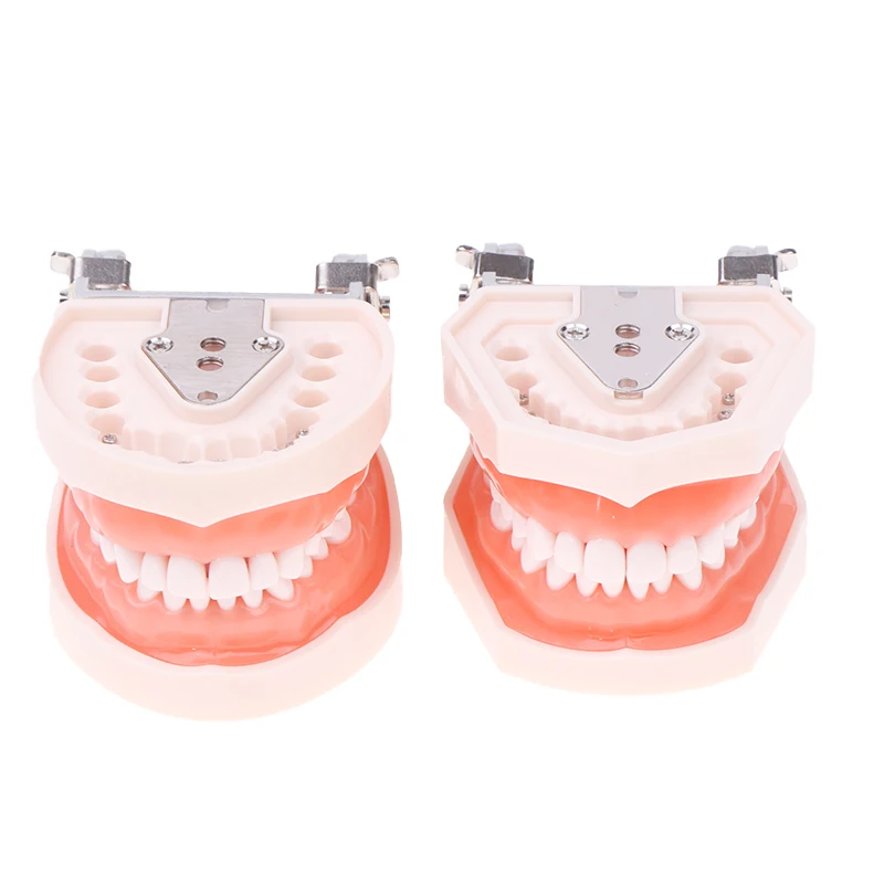 

Dental Teeth Model For Dental Technician Practice Training Studying Dentistry Models With Removable Tooth