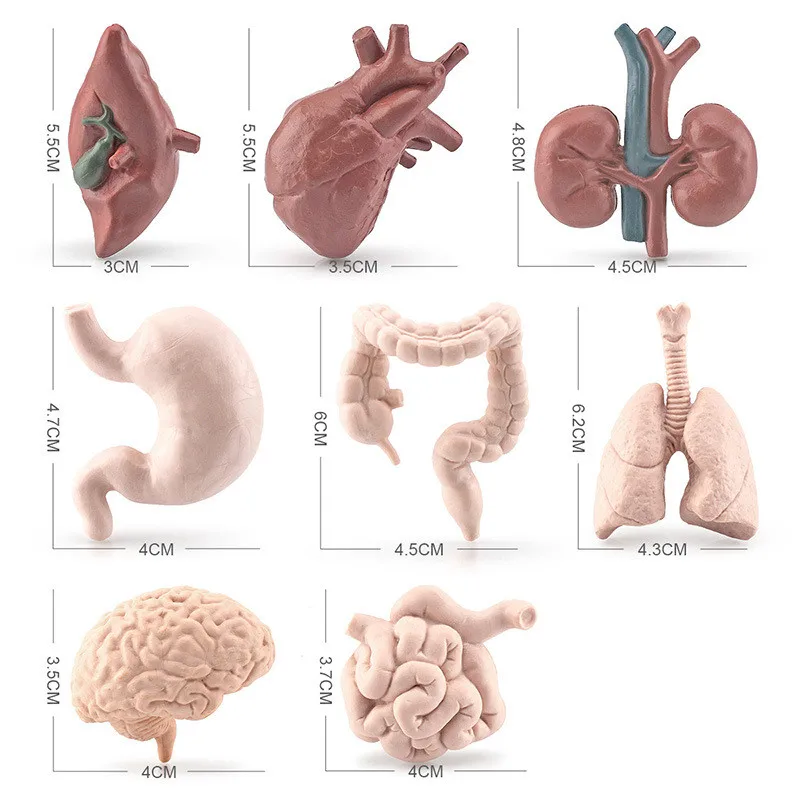 Miniatura Órgãos Anatômicos para Crianças, Simulação Tronco Humano, Órgão Corporal, Cérebro e Coração, Ferramenta de Ensino Científico, Brinquedo Cognitivo Montessori