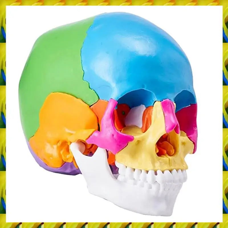WFF Human Skull Model, Life-Size Painted Anatomy Skull Model, PVC Anatomical Skull