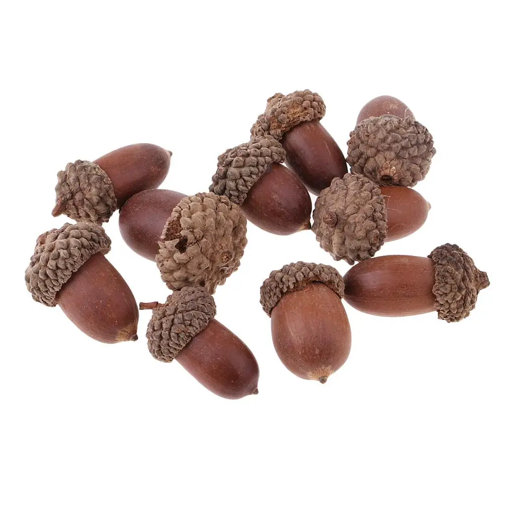 10pcs Rustic Natural Dried Acorn Table Ornaments In Bulk for Accents Decorations Ornaments DIY Floral Crafts