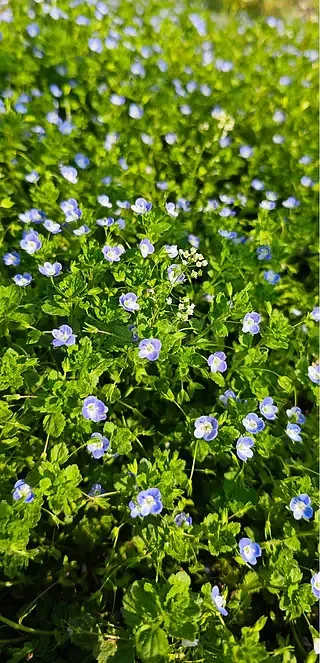 

T-HOBBYT-MOTOR F411 AIO 1S 13A BL32 FC ESC for RC FPV Racing Freestyle Drones DIY Parts