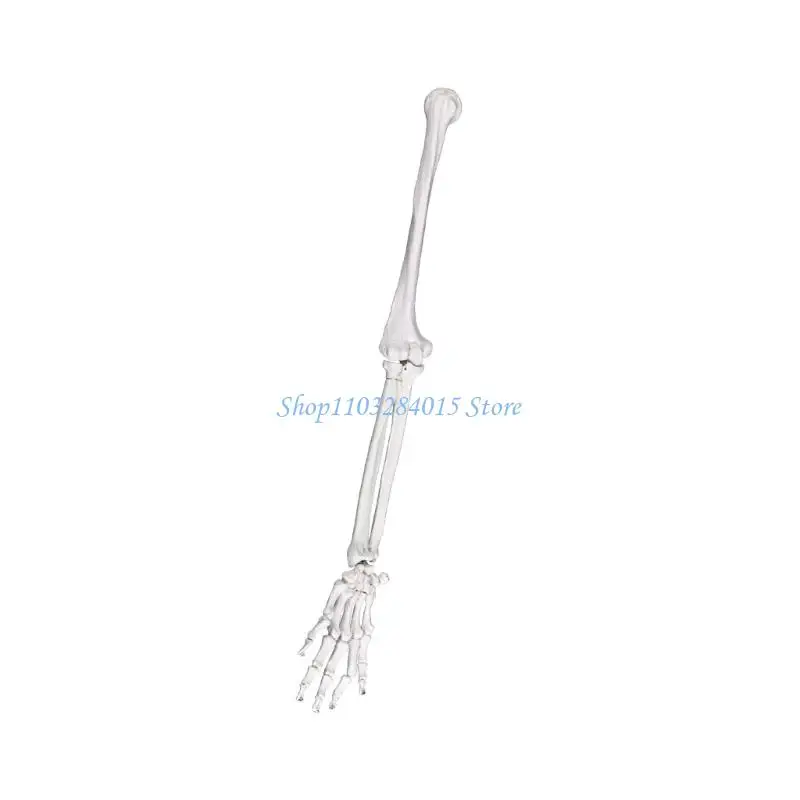 R6FF Left or Right Arm Bone Structure Model Perfect for Teaching and Art Reference