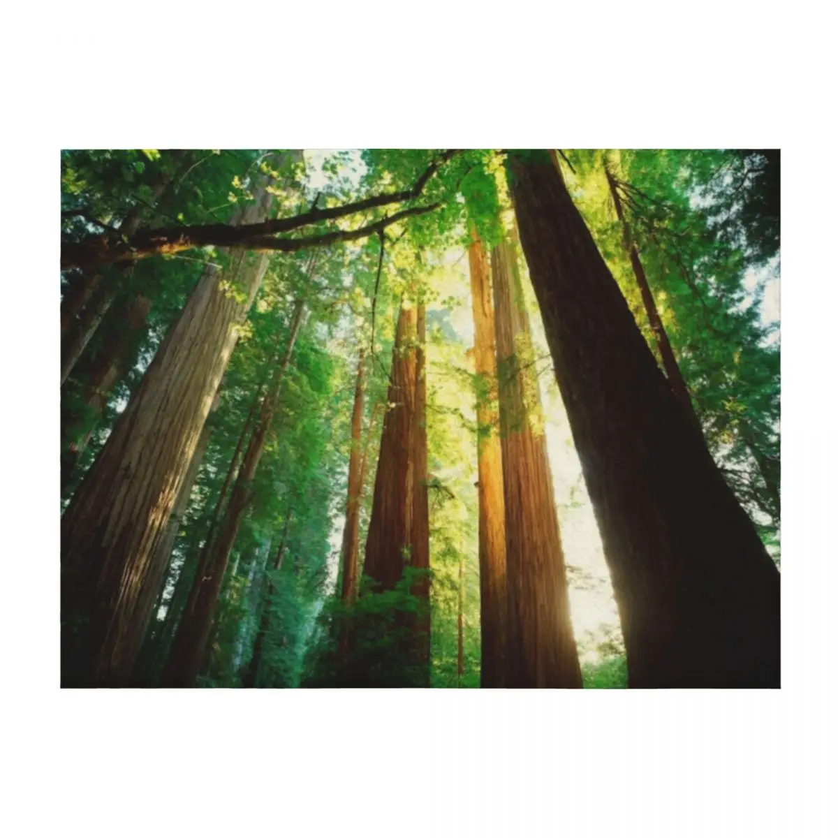 

Redwoods Throw Blanket Plush Sleeping Bag Vintage Softest Blankets