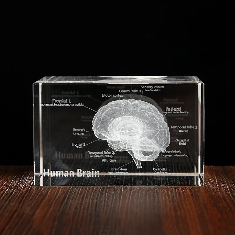 Modelo Anatómico Humano 3D Escultura, Cerebral Láser Cristal Cubo Figuras Pisapapeles Regalo