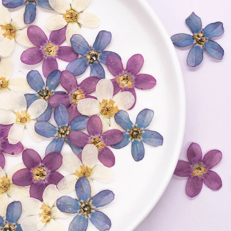 ดอกไม้แห้งสีฟ้าอัดรูปดาว 12 ชิ้น สำหรับงาน DIY ตกแต่งเคสมือถือ/งานศิลปะ/สมุดภาพ/ที่คั่นหนังสือ/ตกแต่งใบหน้า อุปกรณ์งานฝีมือดอกไม้แห้ง