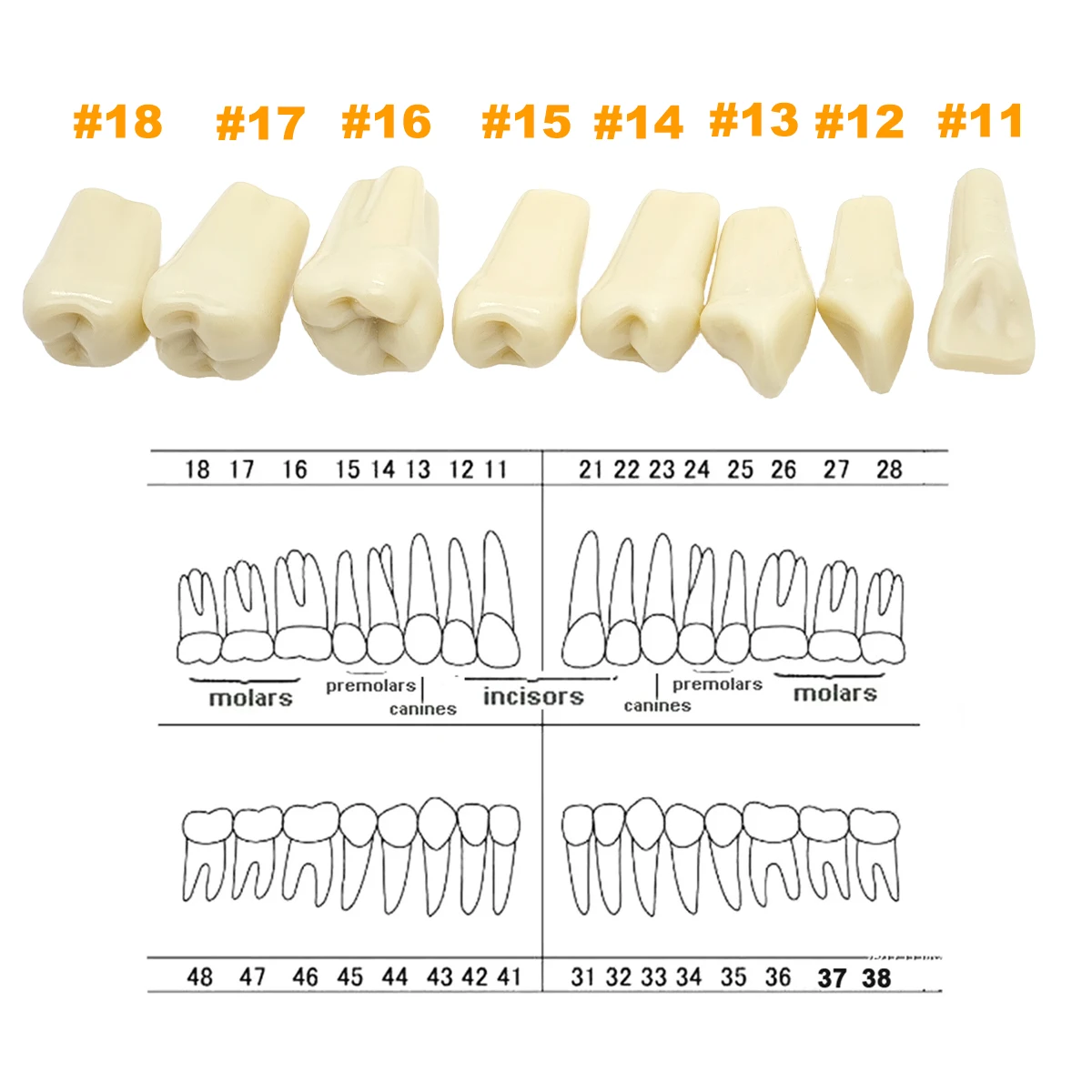 Fit Frasaco A3 Dental Teeth Model Full teeth 32Pcs Replacement Tooth Particles Dentistry Preparation Training Teach