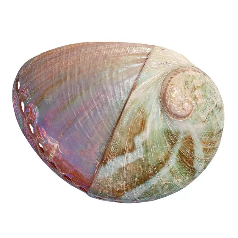 13-14Cm Natural White Abalone Shell Home Decoration Ornament Burning Plate Jewelry Storage Fish Tank Landscaping