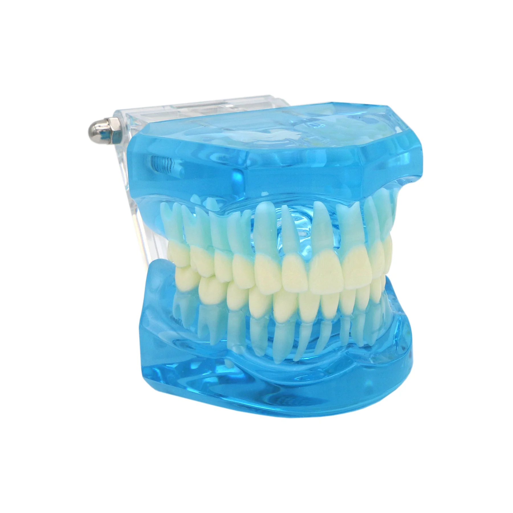 Standard Dental Teeth Model Full Mouth Resin Teeth Oral Education Practice Model for Dentist Student Study
