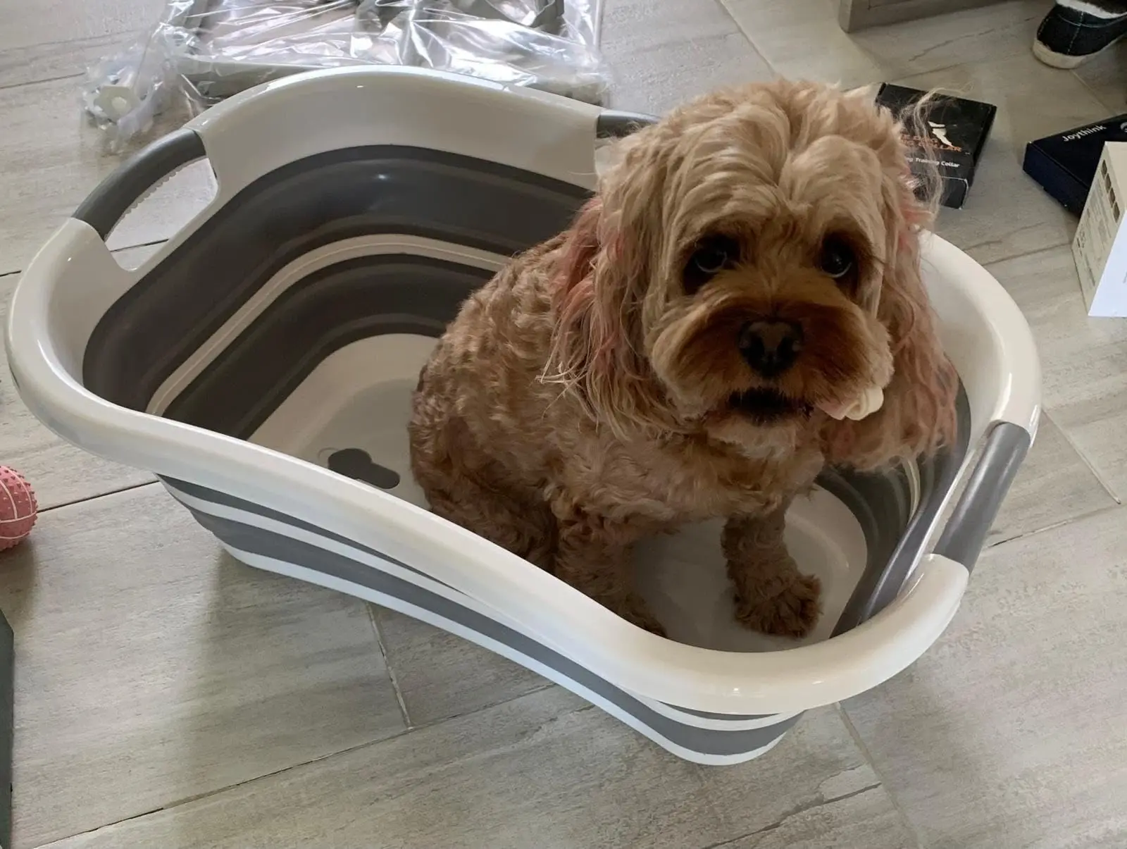 

Buy 2 in 1 Dog Bath Tub Washing Station for Bathing and Grooming Elevated Collapsible Portable Shower Bathtub Wash for Dogs
