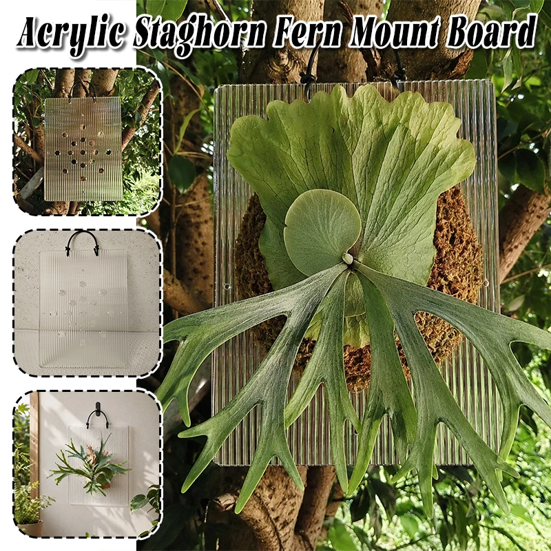Home Garden Decor Rectangle Shape Staghorn Fern Mount Board Modern Acrylic Sheets Wall Display Moss Pole Plant Holder