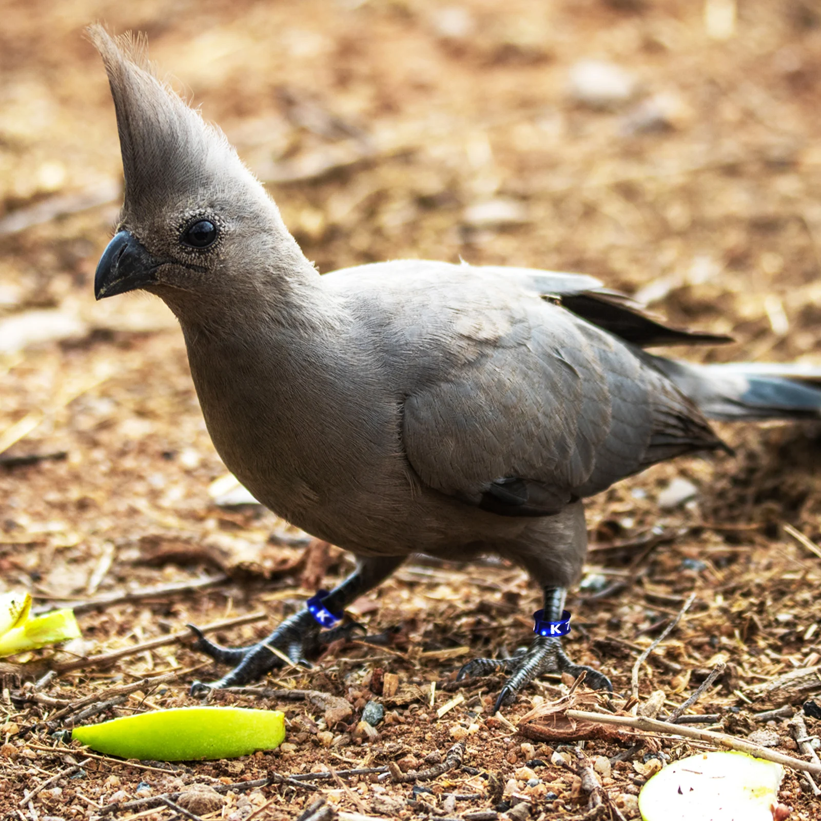 

50 pcs Bird Bands Metal Chicken Leg Bands For Pigeons Colorful Numbered Leg Rings Durable Poultry Distinguish Tool Pigeon