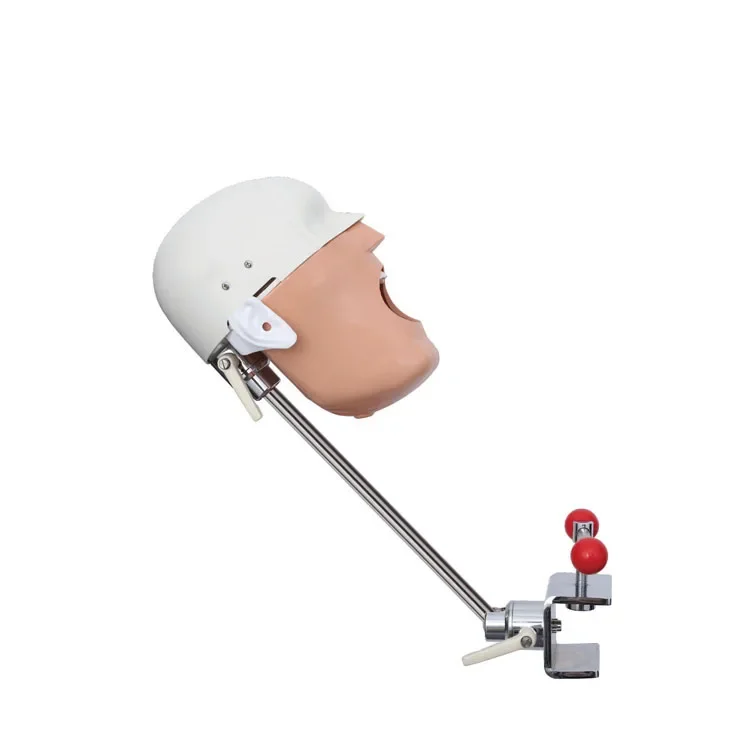 

SJD-OC5 Manufacturer High Quality Training Simulation Study Models den tal Phantom Head