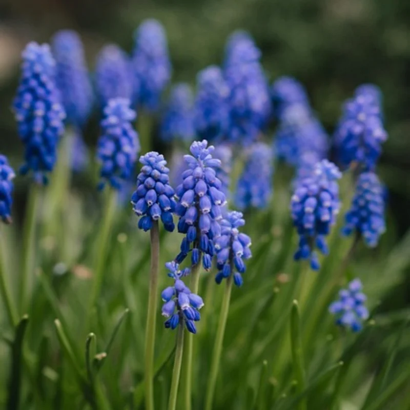 

ДЛЯ C8812 Полномасштабная модель гусеничного танка, игрушка, светодиодный светильник, радиоуправляемая модель автомобиля, дрифт, дистанционное управление, внедорожник, подарки для мальчиков