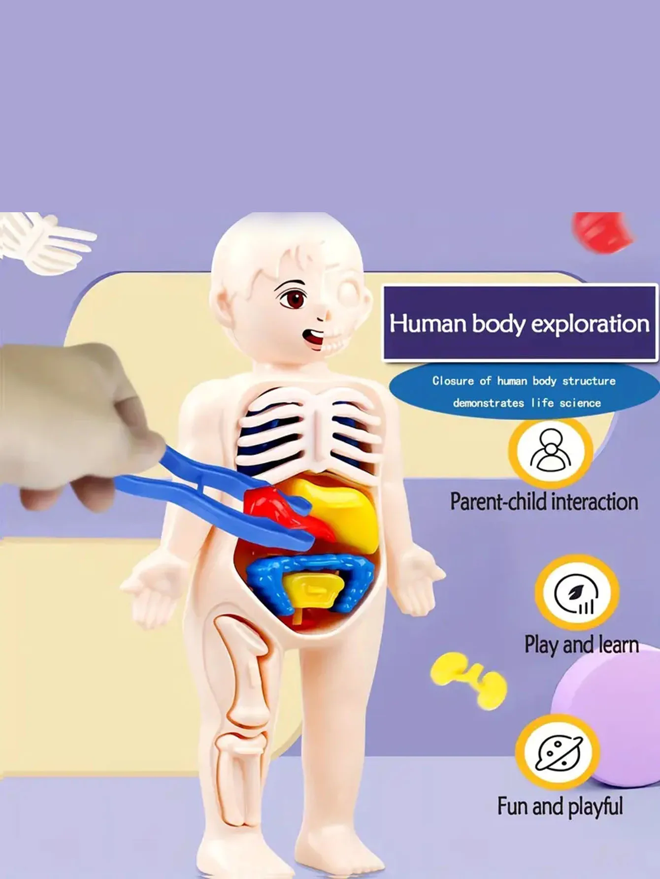 Zestaw 14 szt. Układanki dla dzieci model anatomii człowieka edukacji, nauka zabawki konstrukcyjne narządowych, narządów ciała dzieci uczących — zdjęcie 4