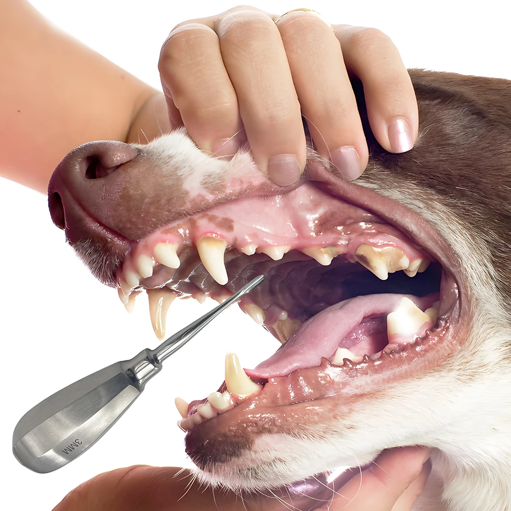 Pet Dental Elevator Teeth Extraction Tooth Extracting Forceps Stainless Steel Curved Root Lift Elevator Dentist Surgical Tools