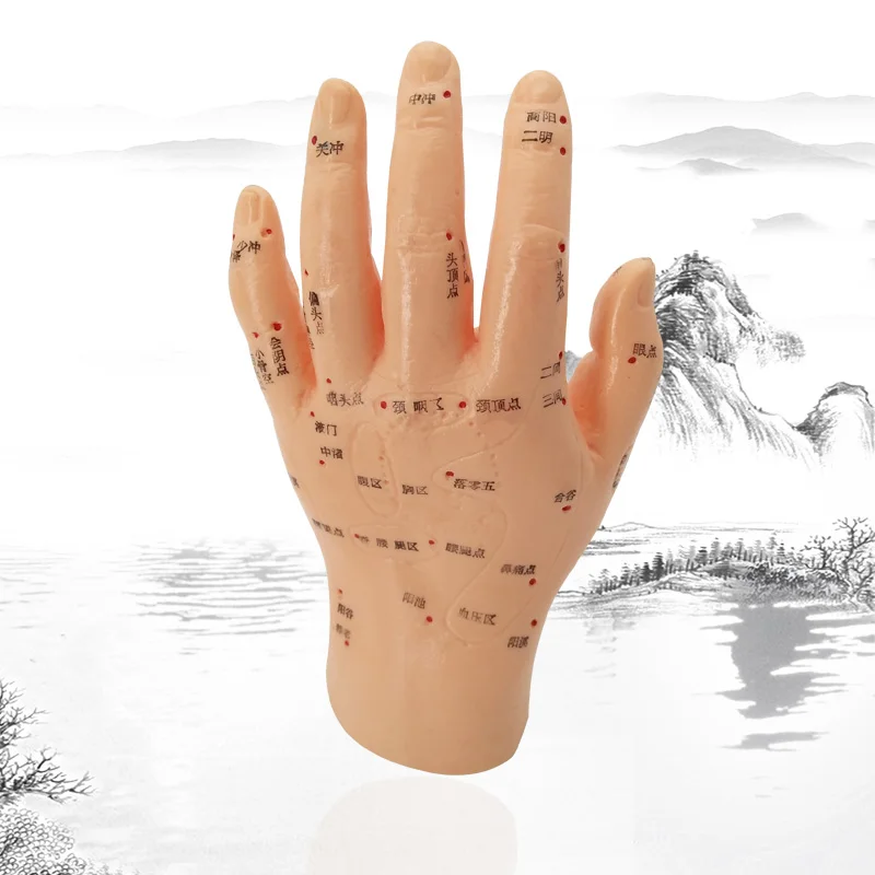 Human Acupuncture Palm Model Hand Medical Model Meridian Acupoint Model 15CM Length Traditional Chinese Medical Teaching Models