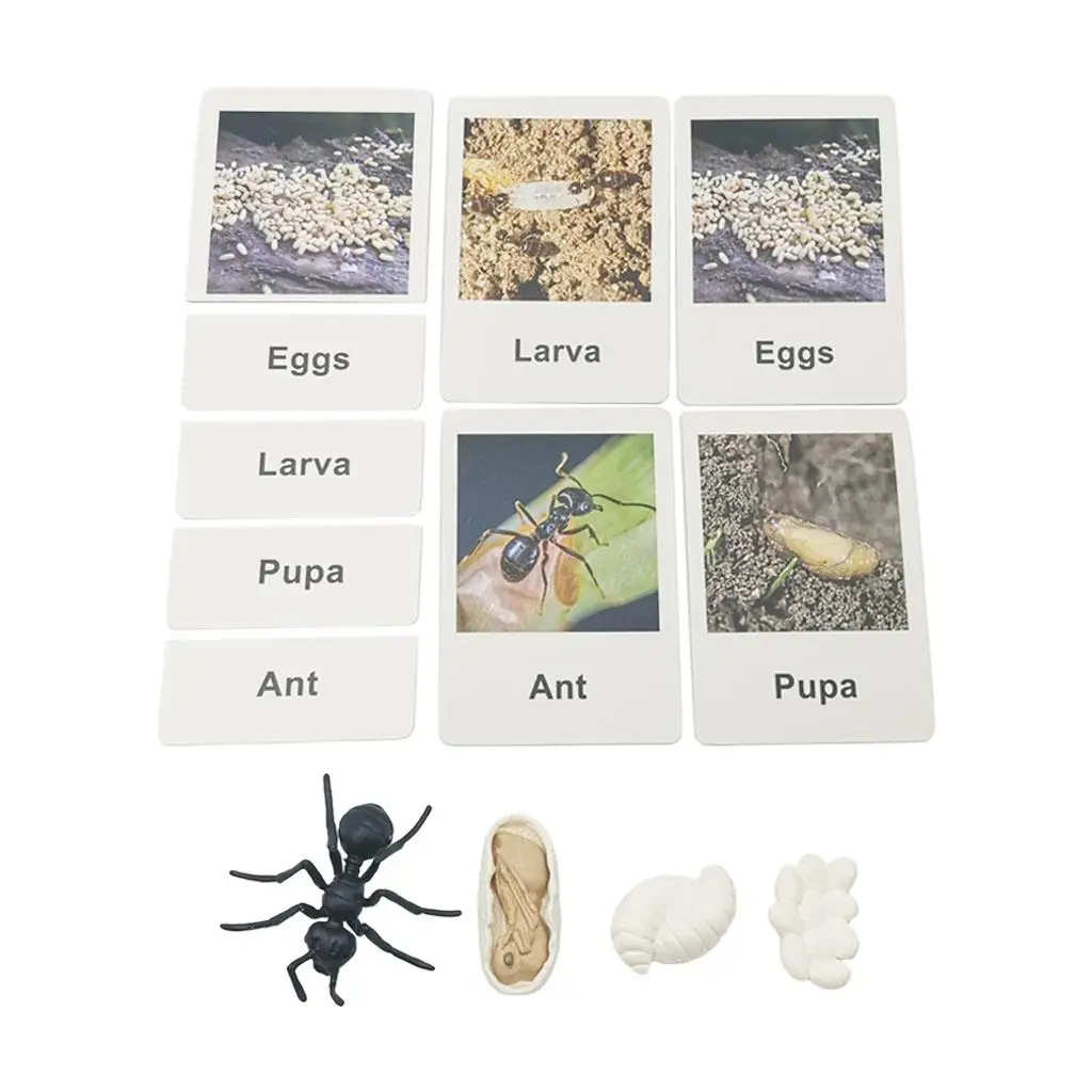 Hand Painted Animal Growth Life Cycle Playset Early Educational Pre Toys for Kids