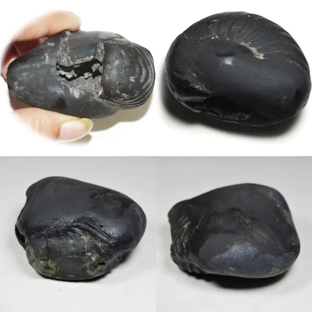 

Оптовая продажа высококачественного 55-каратного Shaligram Stone от Gandaki River, Nepal - Lord Vishnu Fossil, класс A+, оригинальная Shaligram для