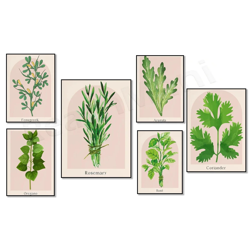 Hierba de hinojo, coentro, hierba de eneldo, manzanilla, cebollino, hierba de albahaca, fenogreco, romero, impresión de hierba de arugula, cartel de hierba botánica