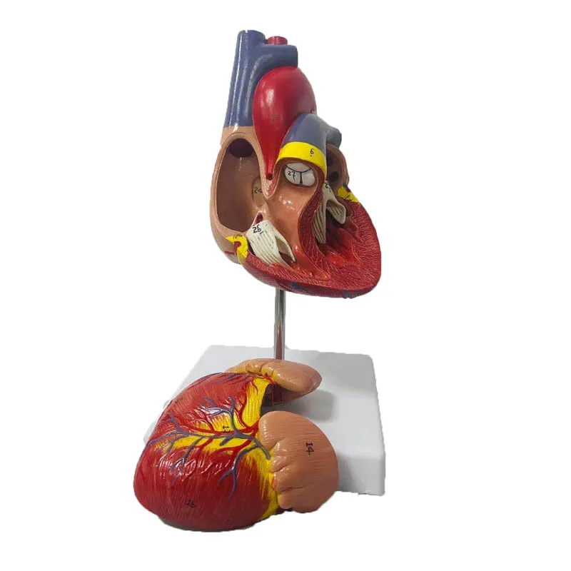 1:1 Lifesize Human Heart Anatomy Model Medical Science Teaching Resources Dropshipping