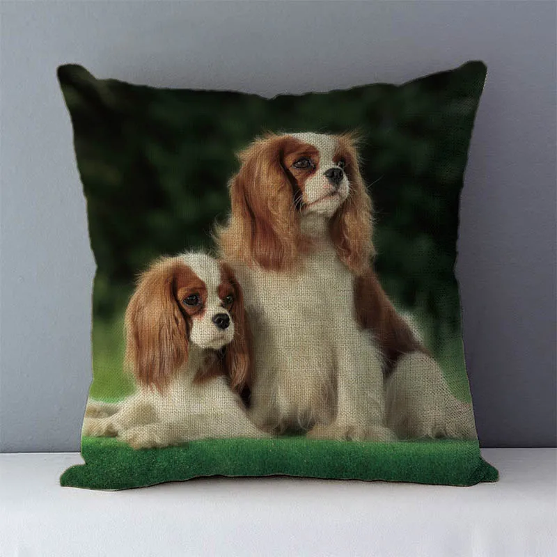 Cavalier King Charl… - image