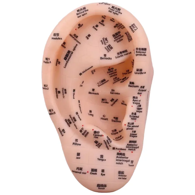 23cm Super Clear English Ear Acupuncture Model Soft Plastic Chinese Medicine Figure Acupuncture Points fast shipping
