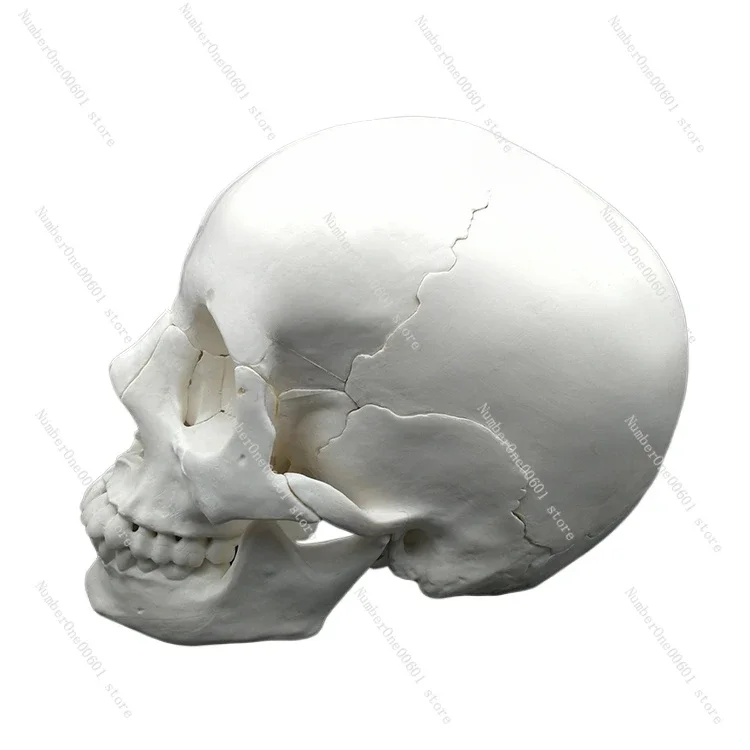 

Size Removable Skull Model 22 Components Dental Professional Teaching Skull