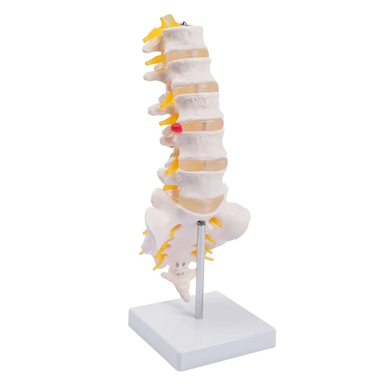 Lumbar Spine Model Life Size Human Lumbar Vertebrae Anatomy Model with Sacrum and Spinal Nerves Medical Study Teaching Tool