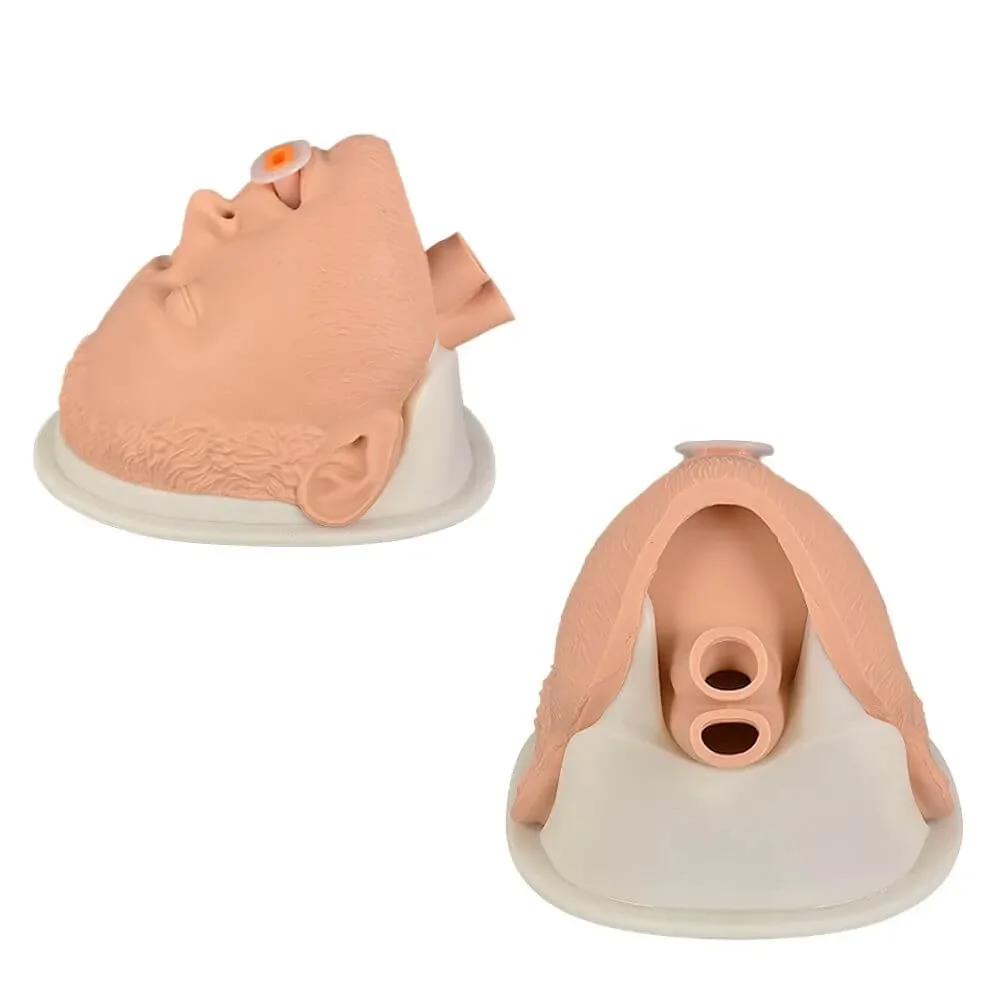 Simulation Airway Management Model Adult Intubation Manikin Head Trainer Kit with Base Nasal & Oral Airway Anatomy for EMS Train