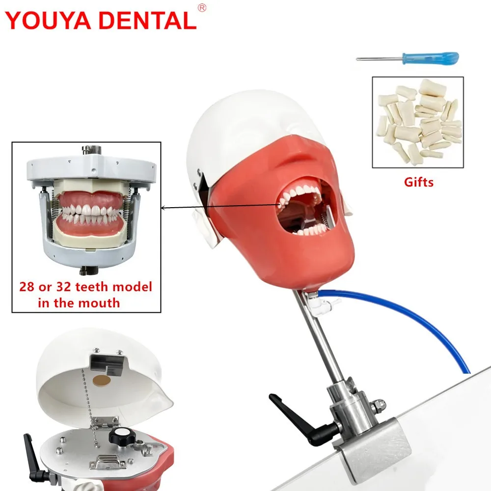 Dental Training Phantom Head Model Dental Simulator Manikin With Teeth For Teaching Practice Studying Dentistry Equipment Unit