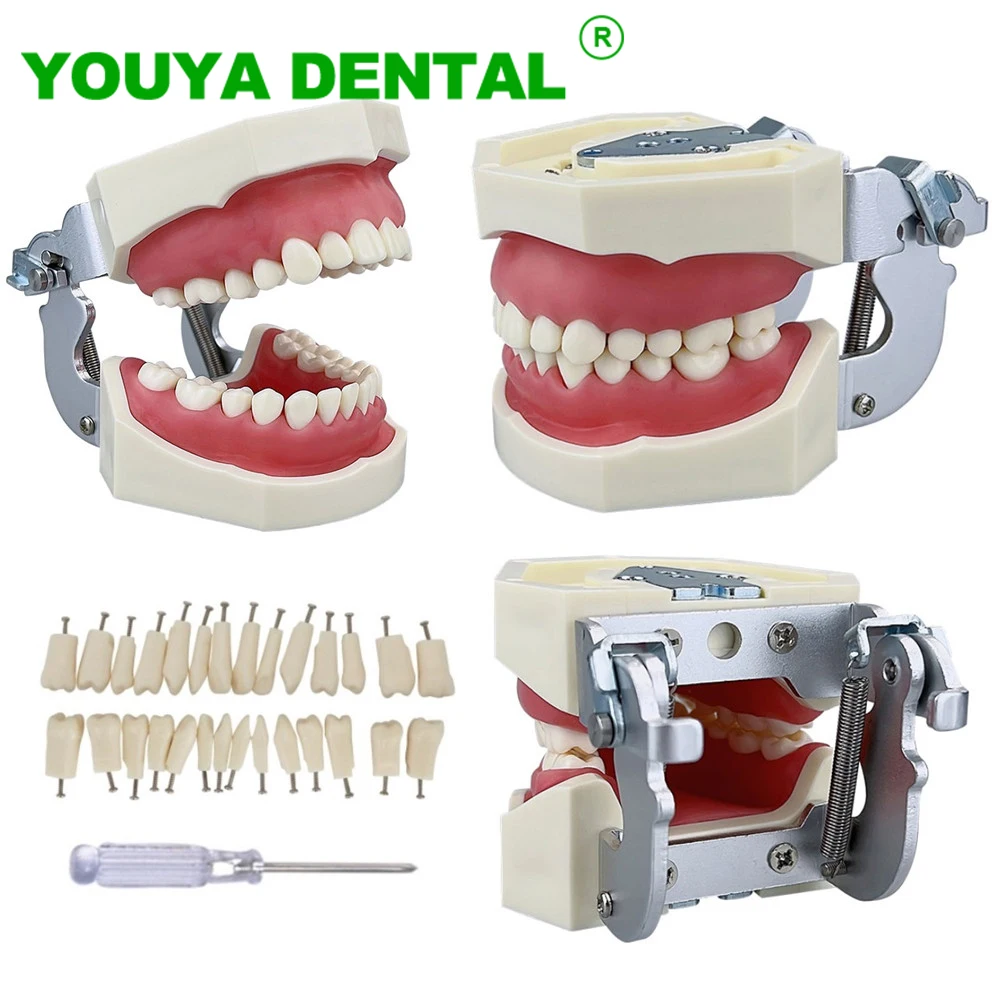 Dental Teeth Model Tooth Model With 28pcs Removable Typodont Teeth Doctor-Patient Educational Demonstration Model Dentist Tools