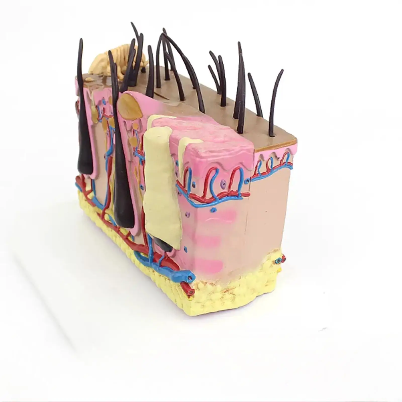 Modelos de enseñanza médica de modelo canino de sección transversal de piel de perro de PVC