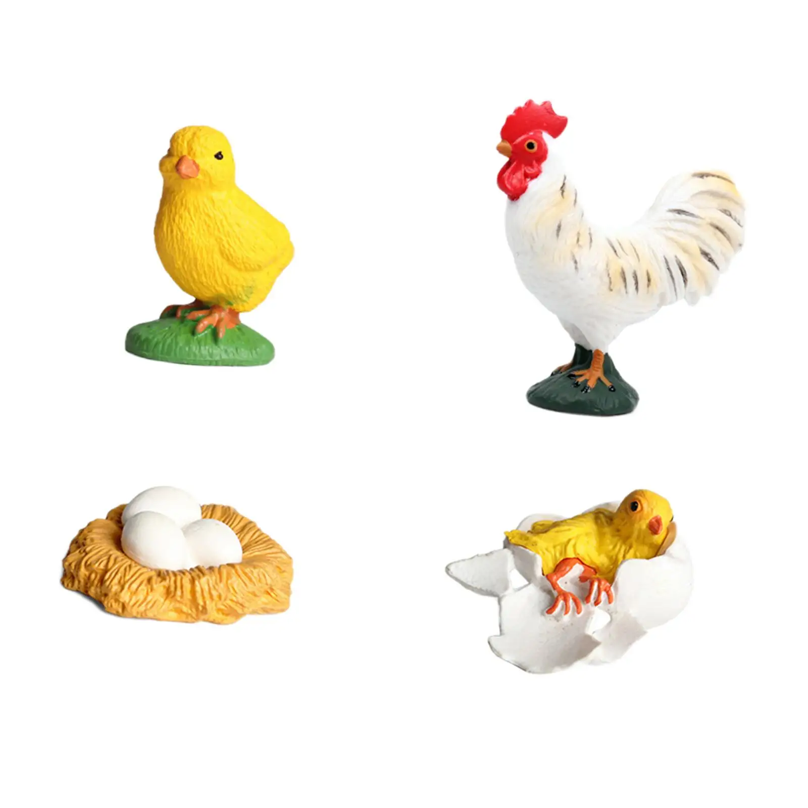 Rooster Life Cycle Set Birthday Gifts Lifelike Realistic Biology Teaching Aids Classroom for Toddlers Boy Girls Children Kids