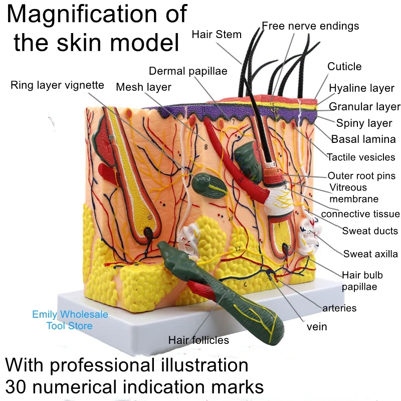 35-70 times human skin tissue structure enlarged anatomical model Medical cosmetic plastic three-dimensional skin model