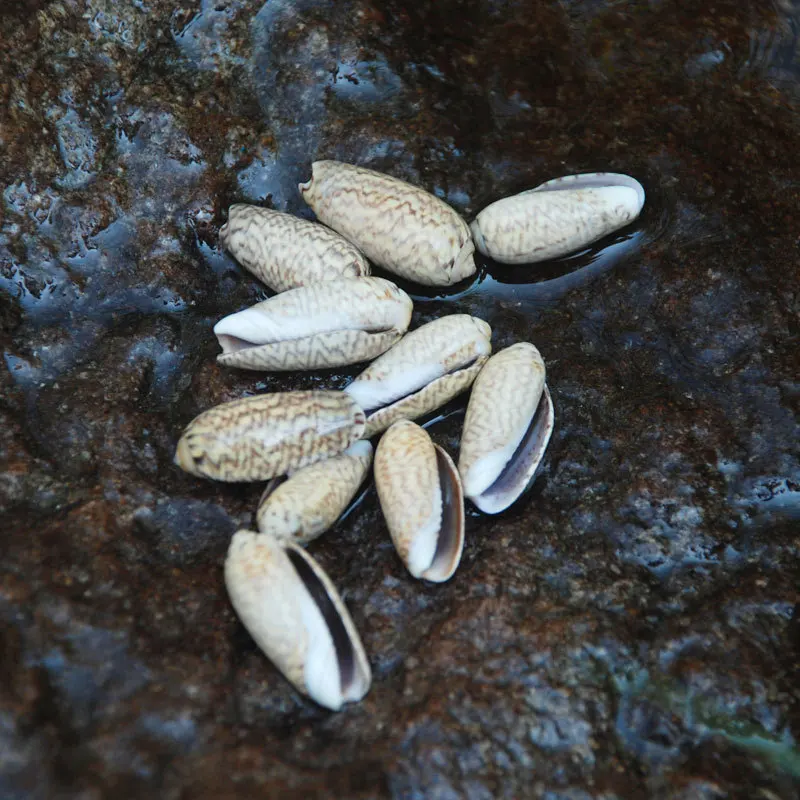 2-3 سنتيمتر البحر الطبيعي قذيفة DIY بها بنفسك مجوهرات الحرفية حلم الماسك ملحق المحيط تحت عنوان المواد كونوس المجوس و Buccinum Undatum البني