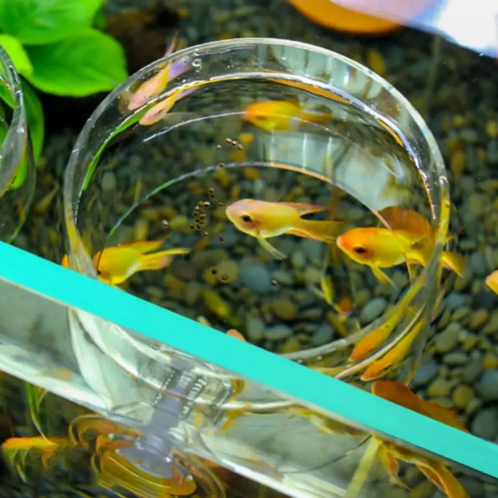 Rectangle/Round Aquarium Suction Cup Feeder Acrylic Transparent Acrylic Aquarium Fish Feeder Fixed-Point with Suction Cup