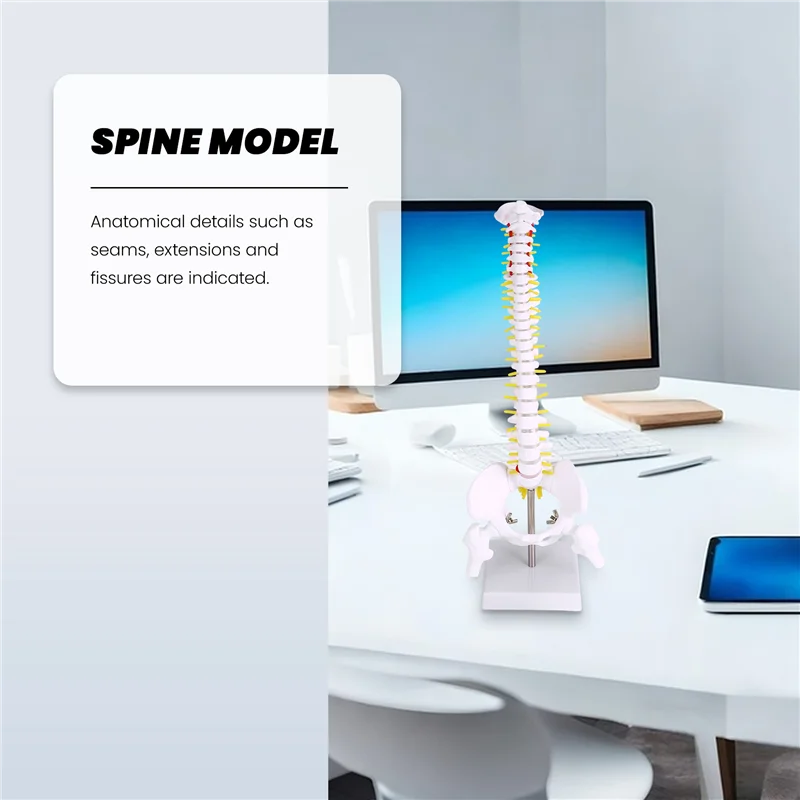 

45 см гибкая модель поясничного отдела позвоночника для взрослых 1:1, модель скелета человека с позвоночным диском, модель таза, используемая для массажа, йоги