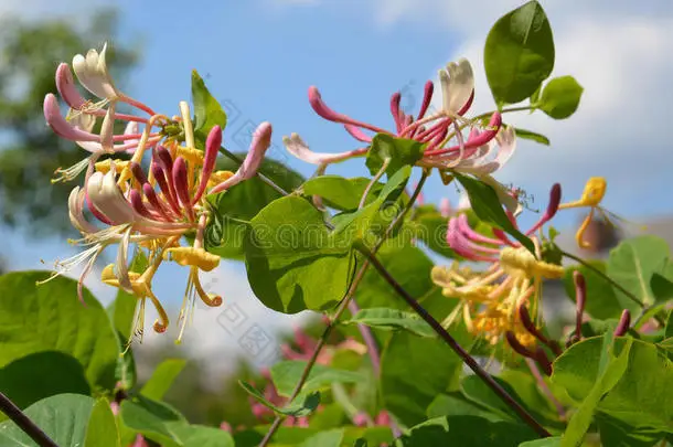 

Комплект из 4 высокоскоростных шин 60 мм для MJX Hyper Go, мягкие резиновые шины с дисками для радиоуправляемых туристических машин 1/14, запчасти для тюнинга с низким износом