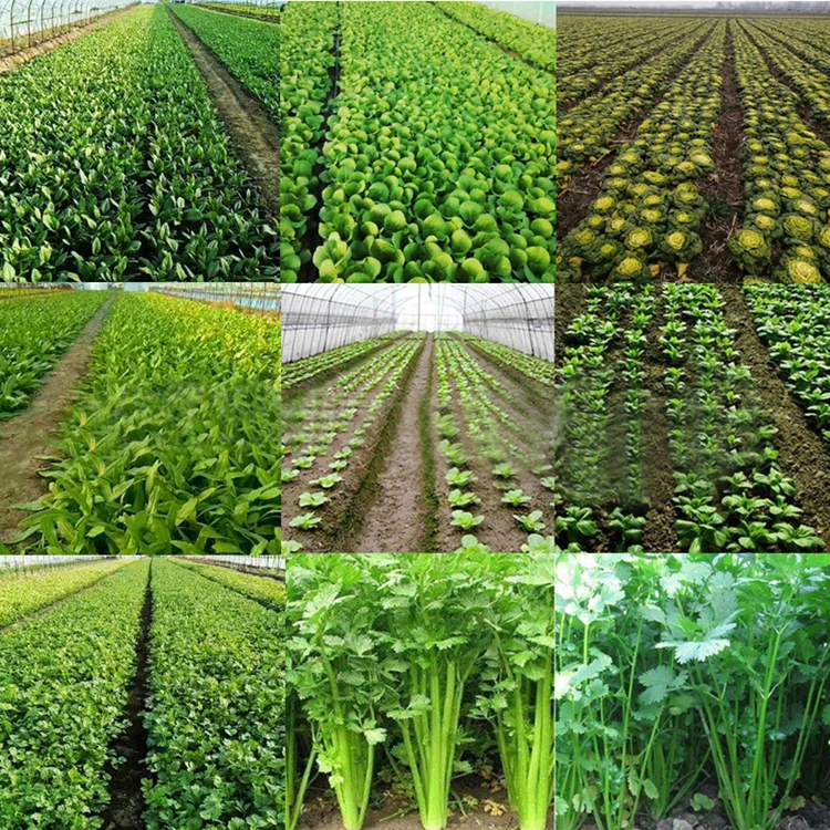 د دفع زارع الخضروات أوتوماتيكي لزراعة الخضروات الدقيقة / آلة بذارة الخضروات الزراعية / هان #6