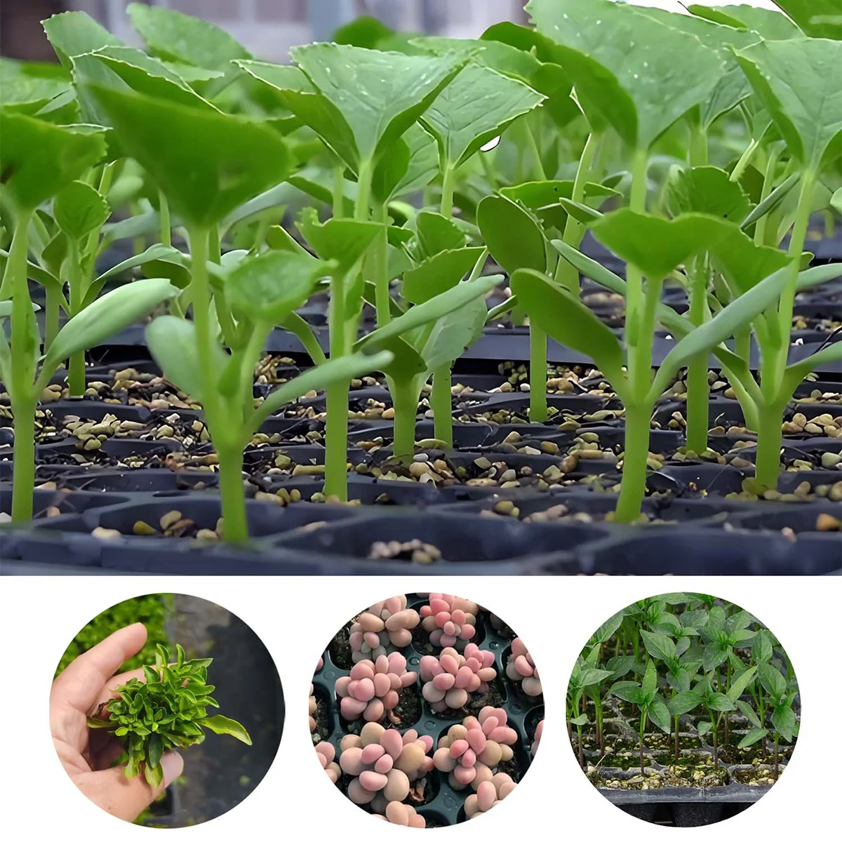 5/10 Stück - 200-Loch-Anzuchtschale, Kunststoff-Pflanzbecher, Nährstofftopf, Gemüse-Anzucht- und Stecklingsbox, Landwirtschaftliche Schale – Detail 7