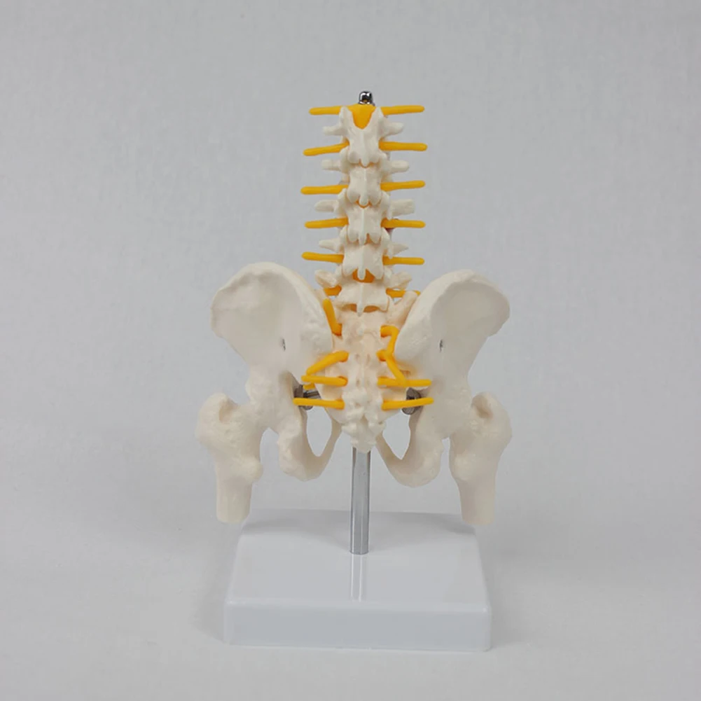 1 Pcs PVC Human Pelvic With Five Lumbar Vertebrae and Femur Model Orthopedics Spinal Column Spine Model Skeleton Anatomy