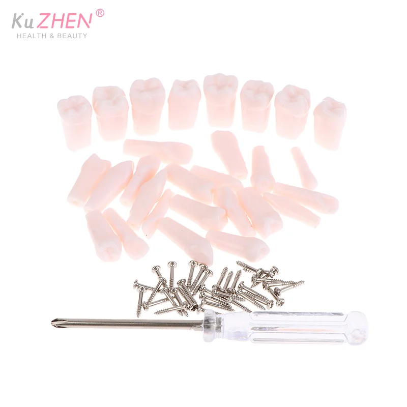 28 قطعة كامل الفم الأسنان Typodont الأسنان استبدال انفصال المسمار في الأسنان القياسية لتدريس إعداد طب الأسنان