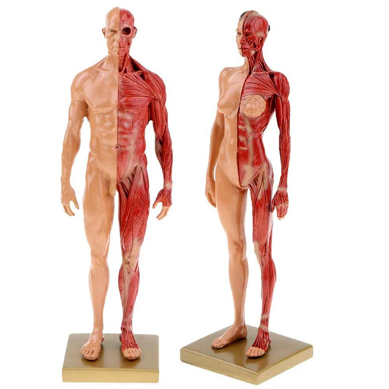 

30cm Resin Human Anatomy Muscle Skeleton Model Male Female For Biologia Surgical Teaching Medical Supplies And Equipment DIY New