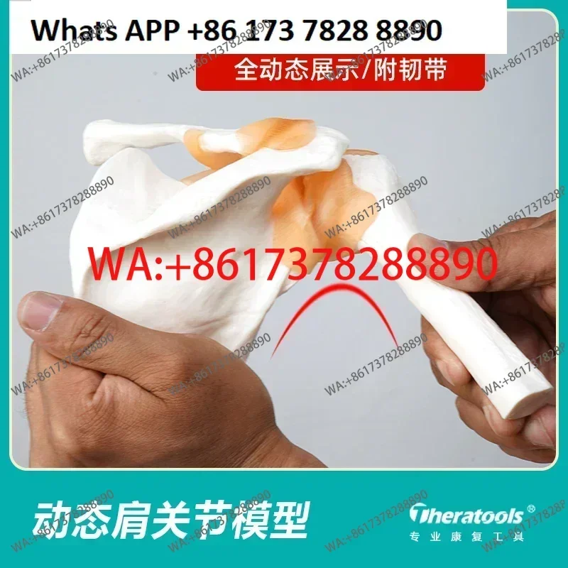 Medical dynamic shoulder joint model with movable ligaments  anatomical bones Shoulder shoulder motor function teaching aids
