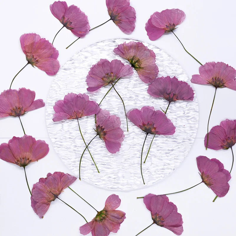48 fleurs de gerbera naturelle - Dried Flower Bookmark avis et prix